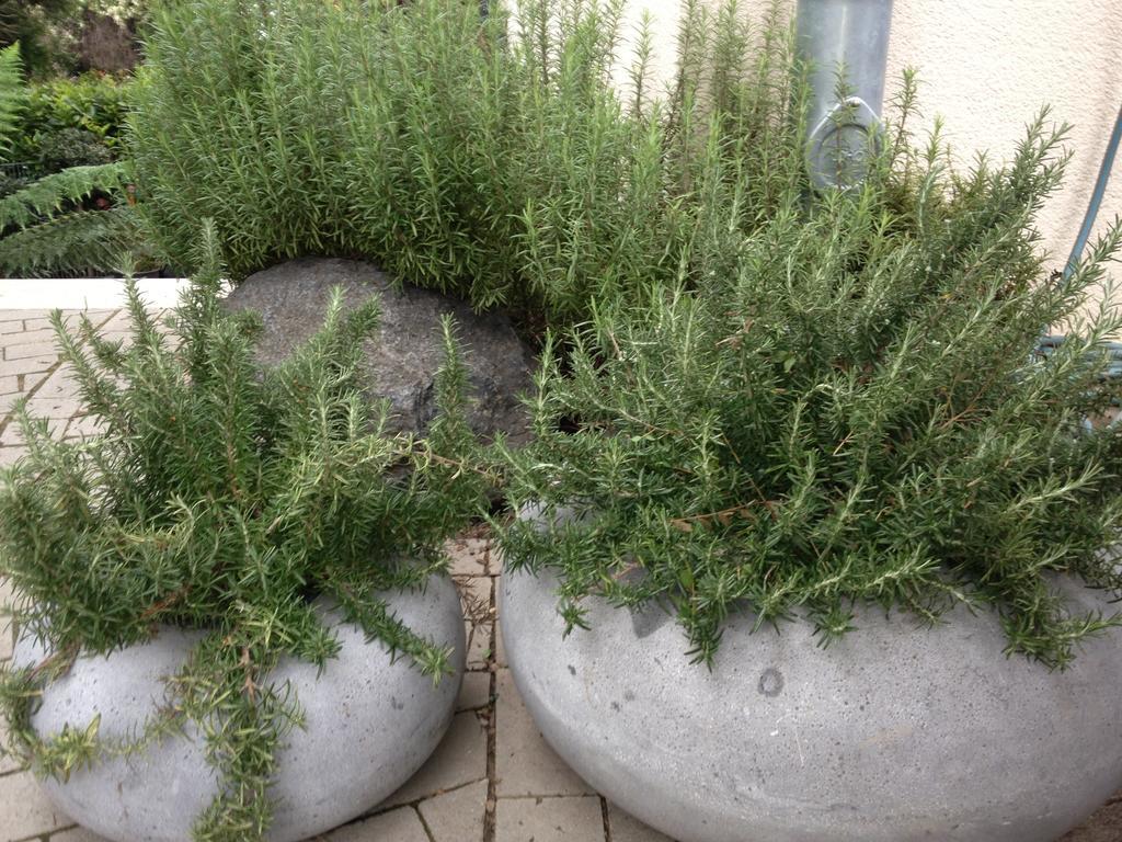 Webergarten Oestrich-Winkel Oda fotoğraf